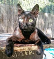 Luci