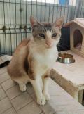 Bolita