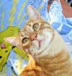 Fito