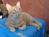 Galletita