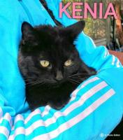 kenia