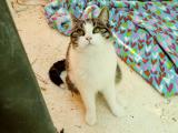 Michi