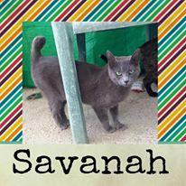 Savanah