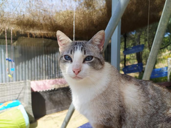 Bolita
