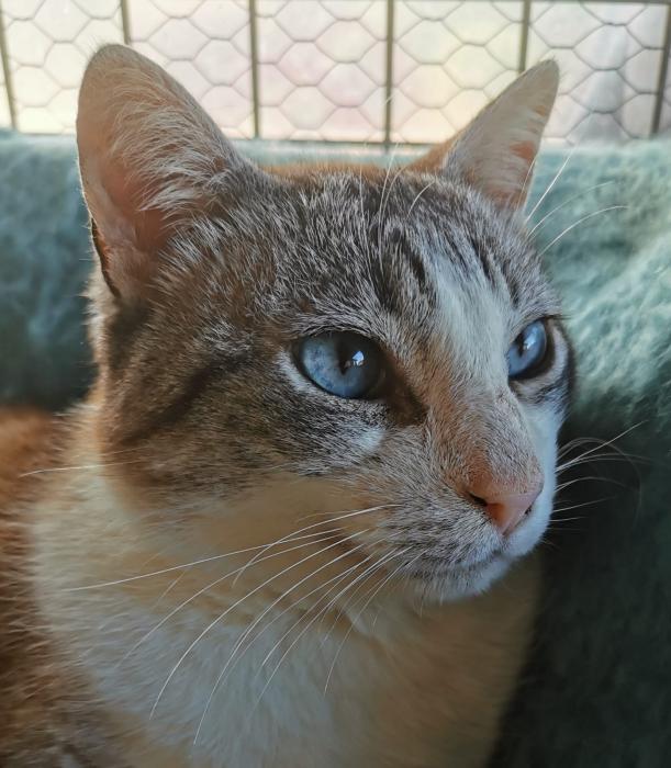 Bolita