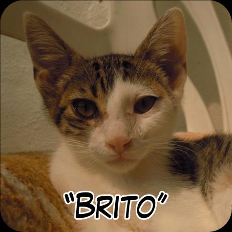 Brito