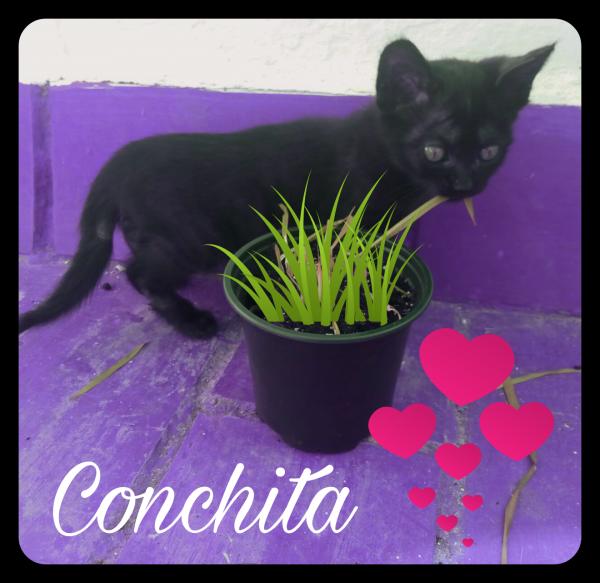 Conchita