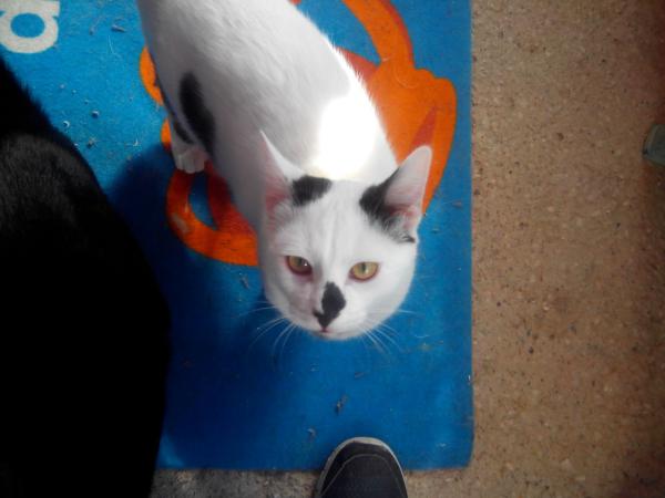 Elvis