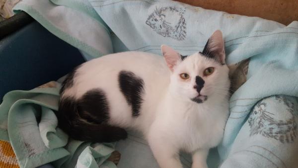 Elvis