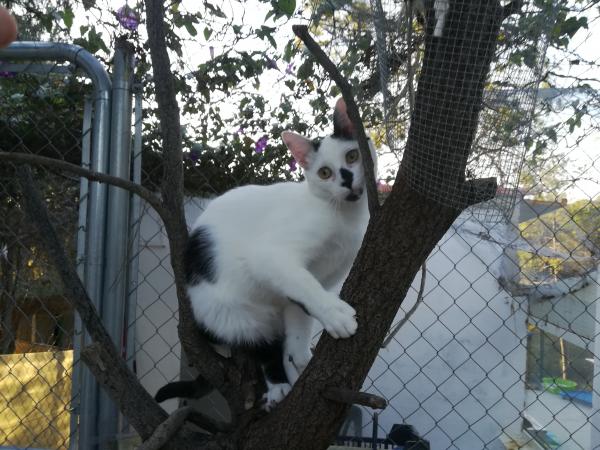 Elvis