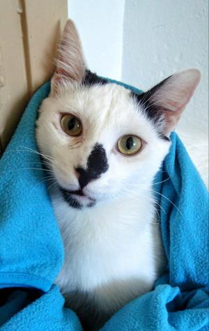 Elvis