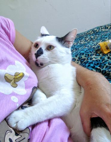 Elvis