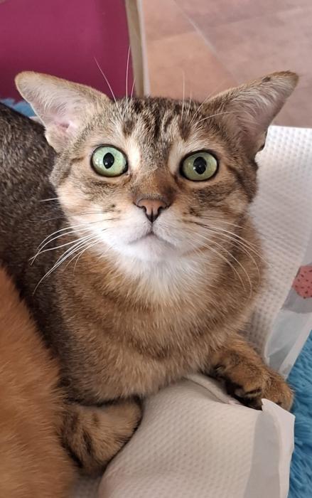 VALI
