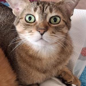 VALI