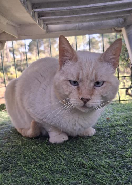 SUKI