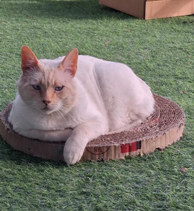 SUKI