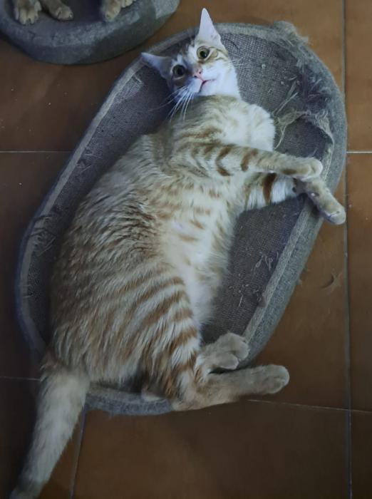 ELLIOT