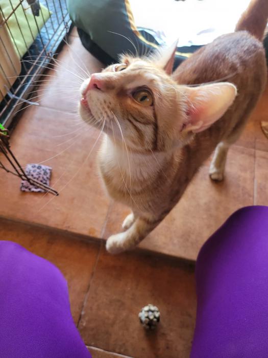 ELLIOT