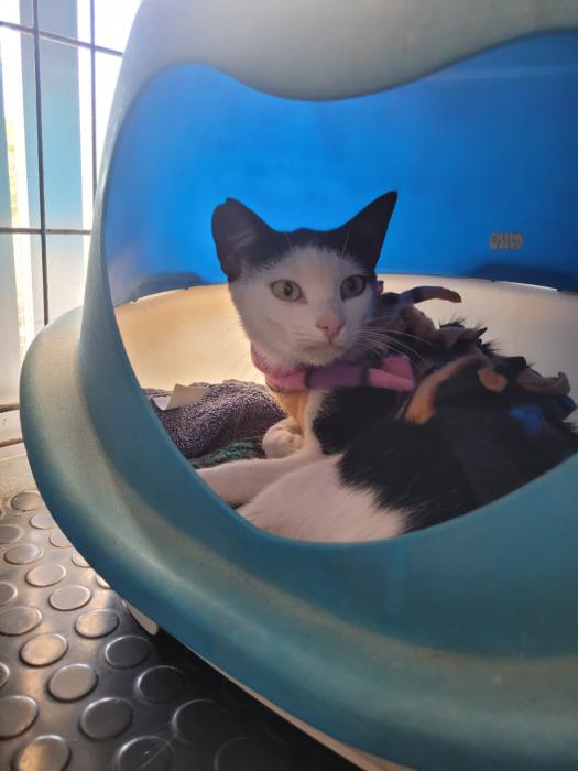 DORA