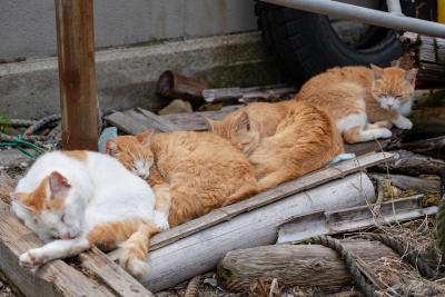 Abandono animal: Es cierto que aumenta en verano?